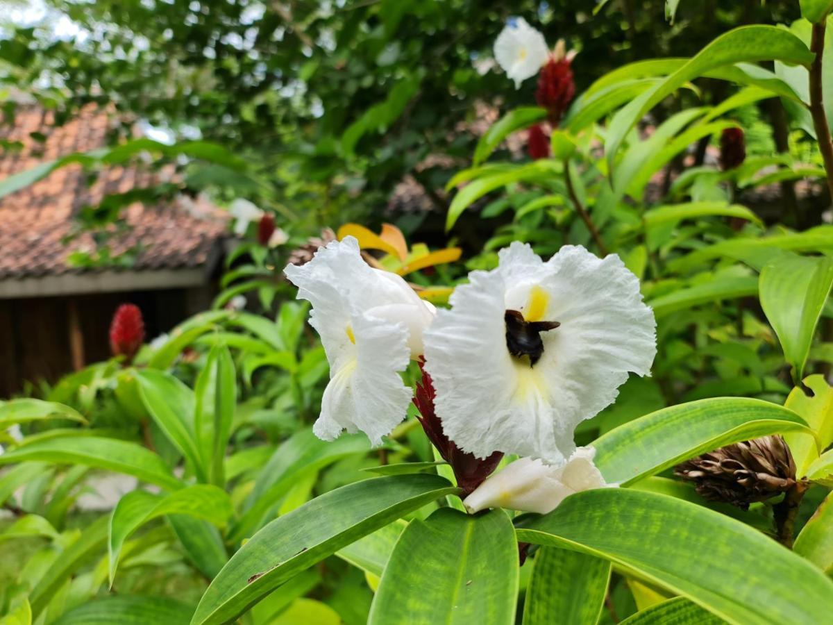 Villa Kayu 日惹 外观 照片